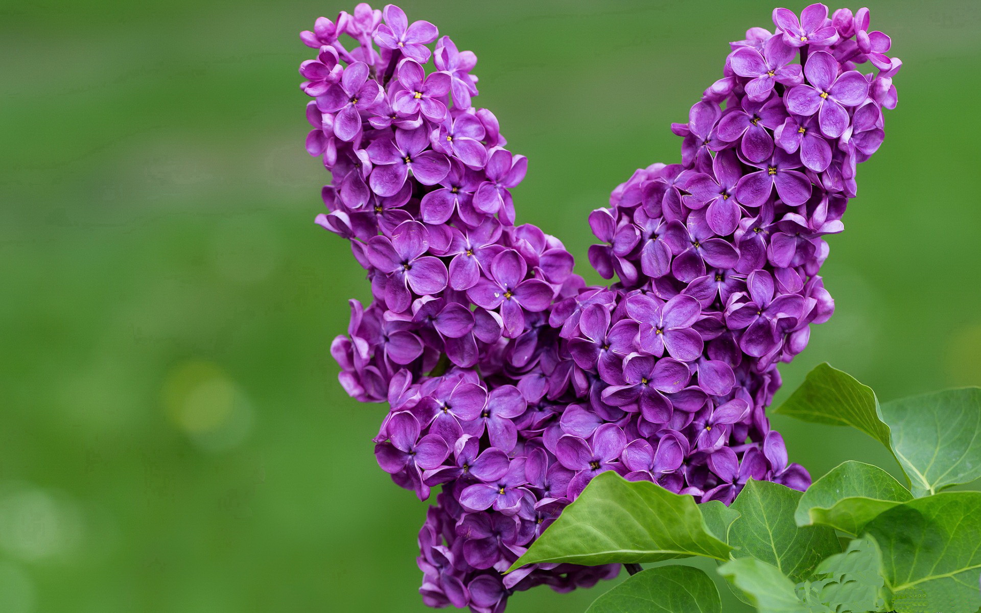 日本男足冲击金牌，目标坚定！，日本男足夺冠