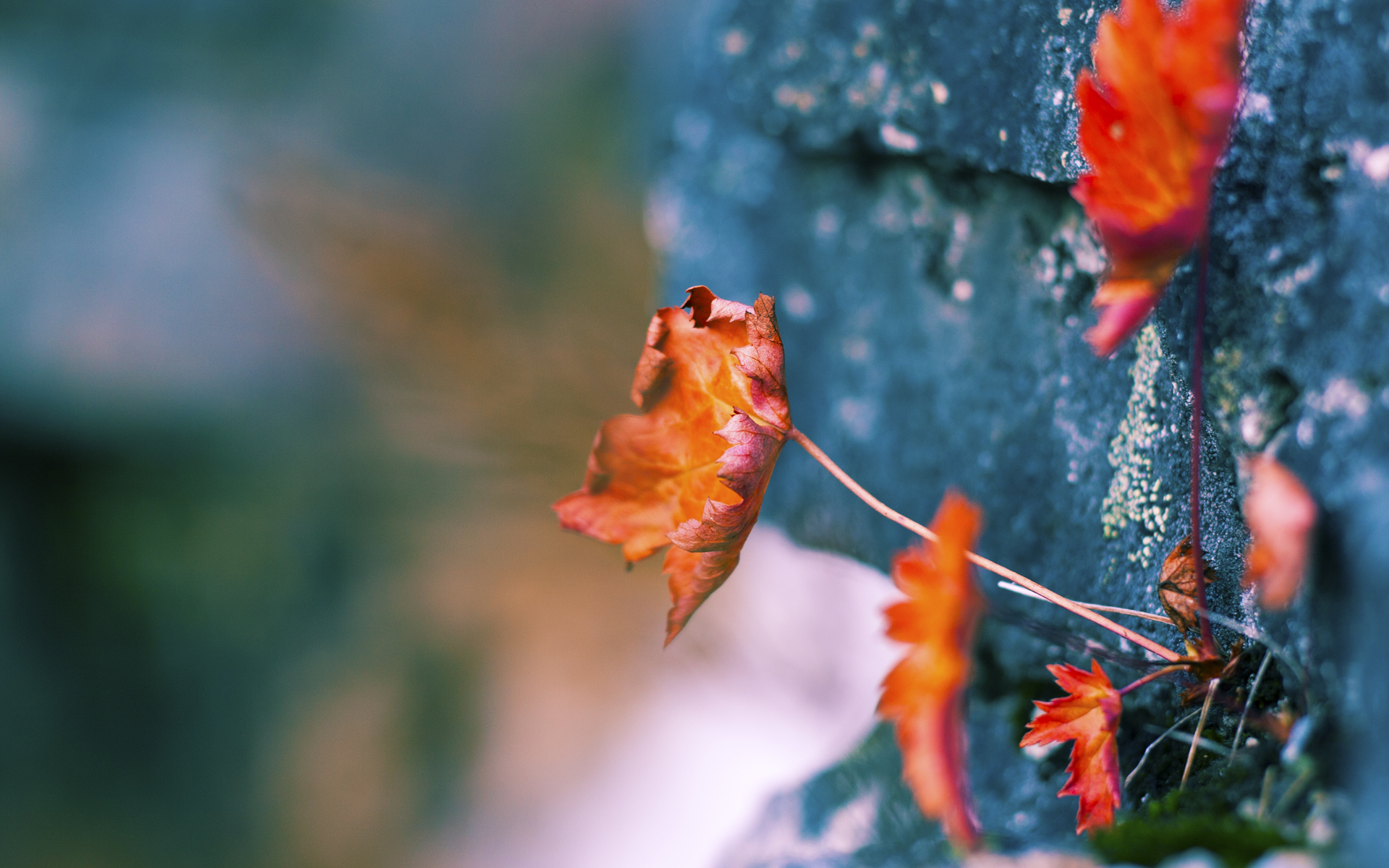 爱游戏娱乐平台-澳大利亚铁卫斩获关键进球，助球队晋级，澳大利亚兵败铁矿石之战