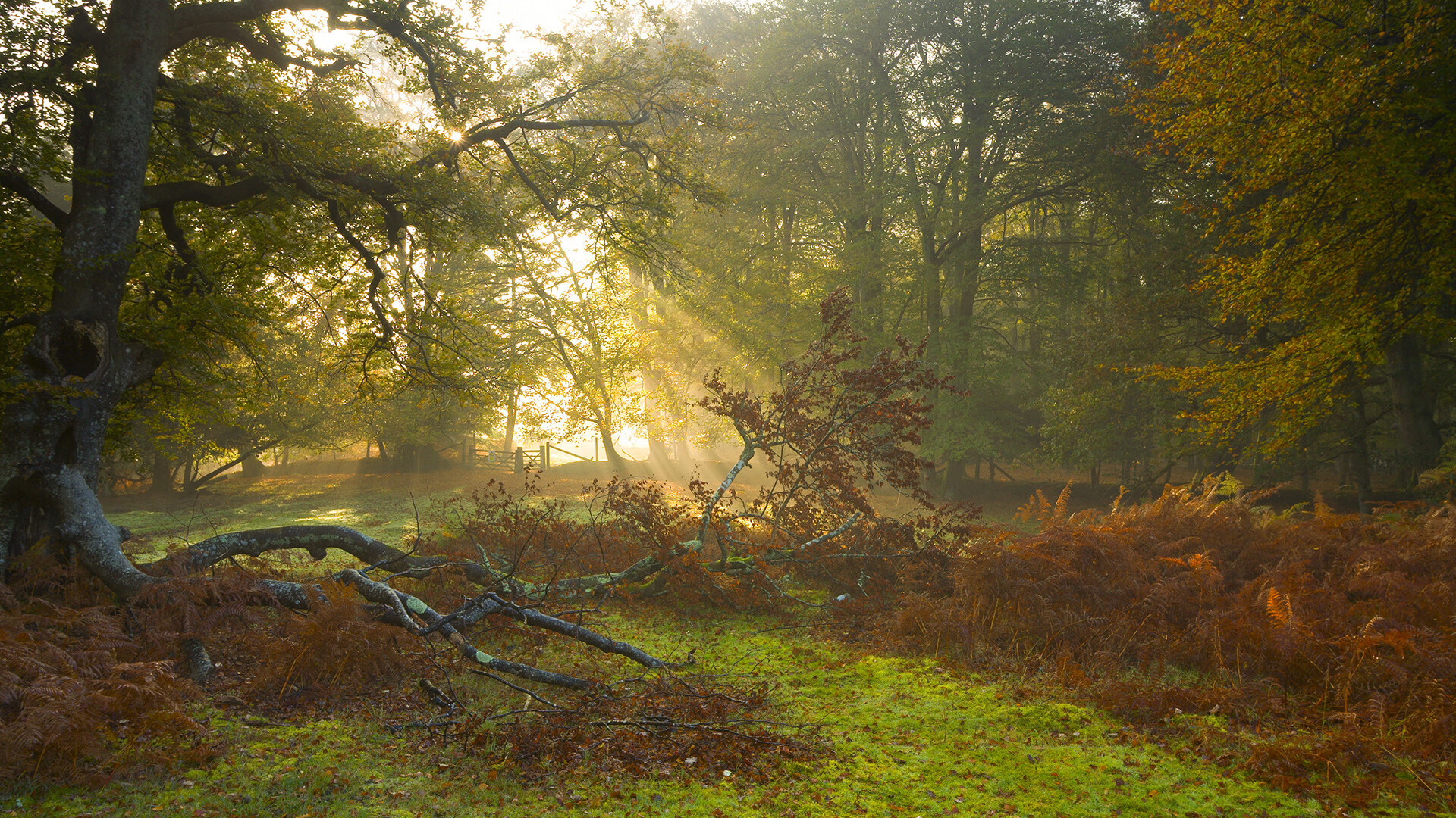 五大联赛与其他联赛商业化水平差距分析，5大联赛的发展