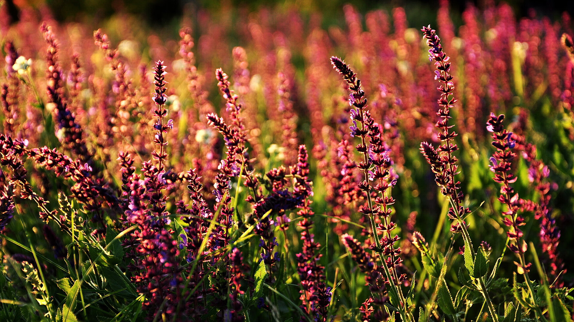 青训基地增加专项技术训练强化基础能力,青训训练内容